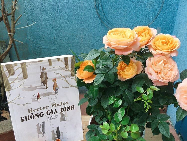 Không gia đình – cuốn sách tuyệt vời về tình yêu thương